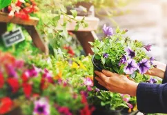 Blumen (Filialist) sucht Outdoorfläche