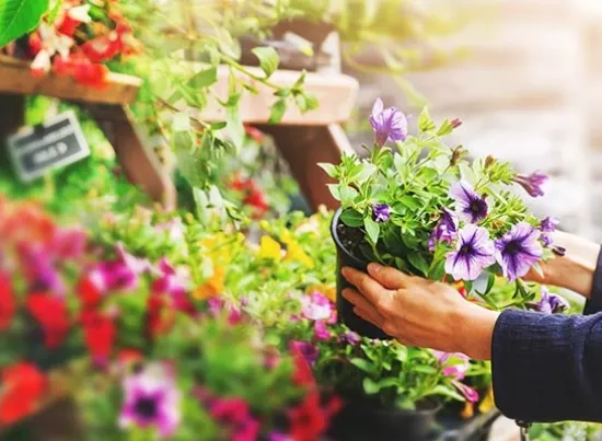 Blumen (Filialist) sucht Outdoorfläche